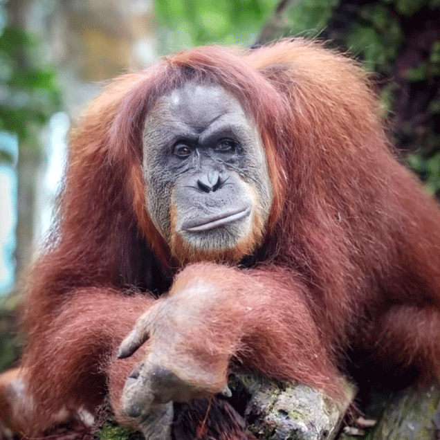 Bukit Lawang